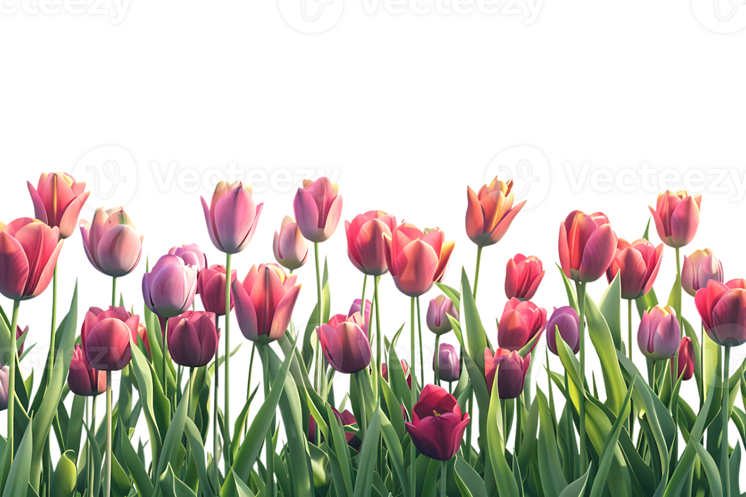 Tulips field on the horizon, isolated against a transparent background png