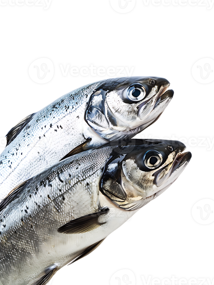 Two fish circling each other, isolated against a transparent background png