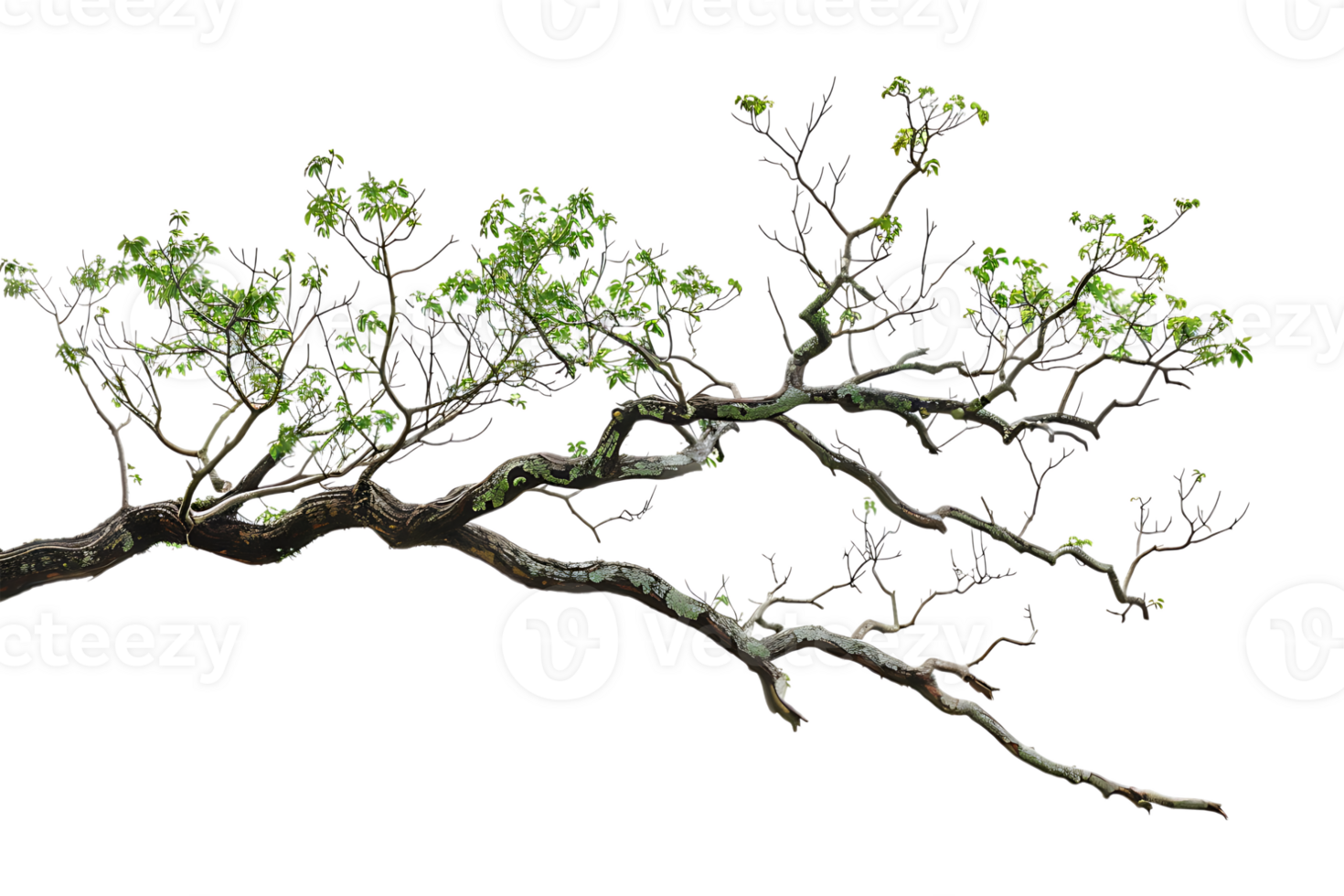 tree branch on a transparent background png