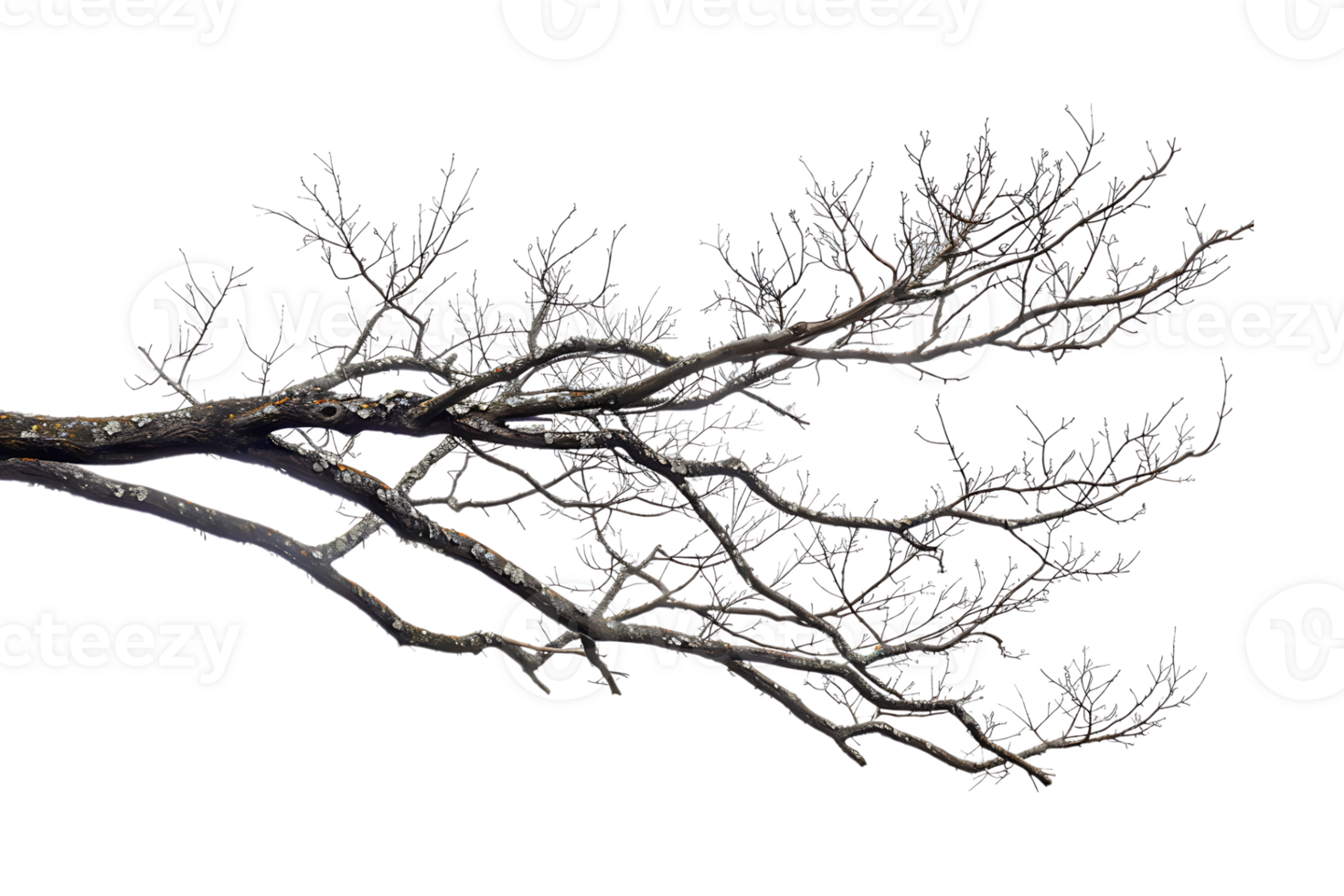 tree branch on a transparent background png