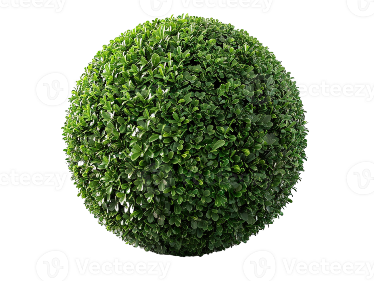 spherical topiary isolated against a transparent background png