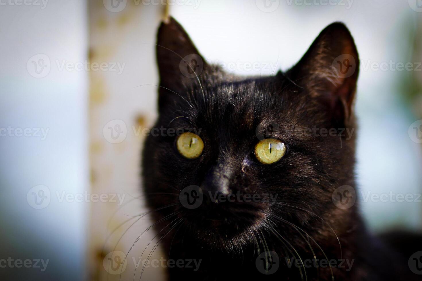 Portrait of a Black Cat photo
