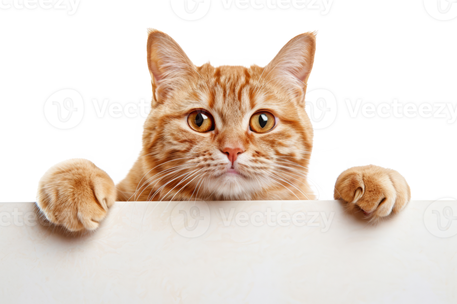 Adorable Ginger Cat Peeking Over Edge png