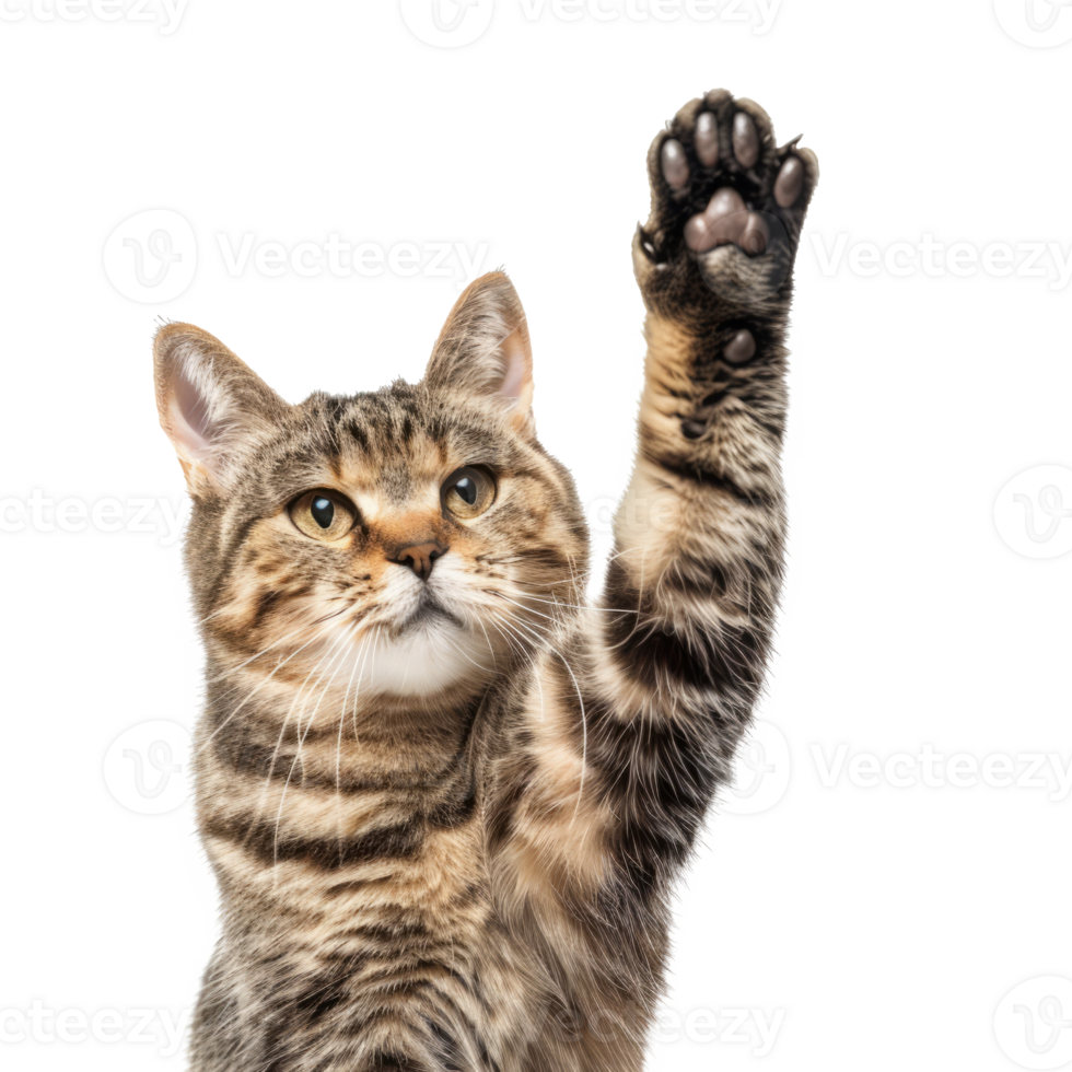 Playful tabby kitten raising paw png
