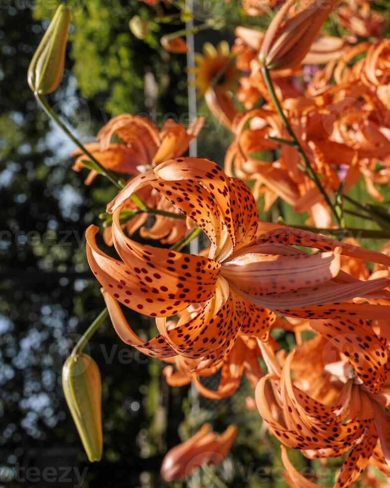 close up of a newly opened Double Tiger Lily blossom photo