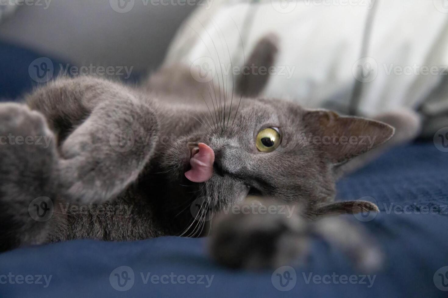 Playful Gray Cat Lounging on Bed with Tongue Out Ideal for PetThemed Designs and Home Decor photo