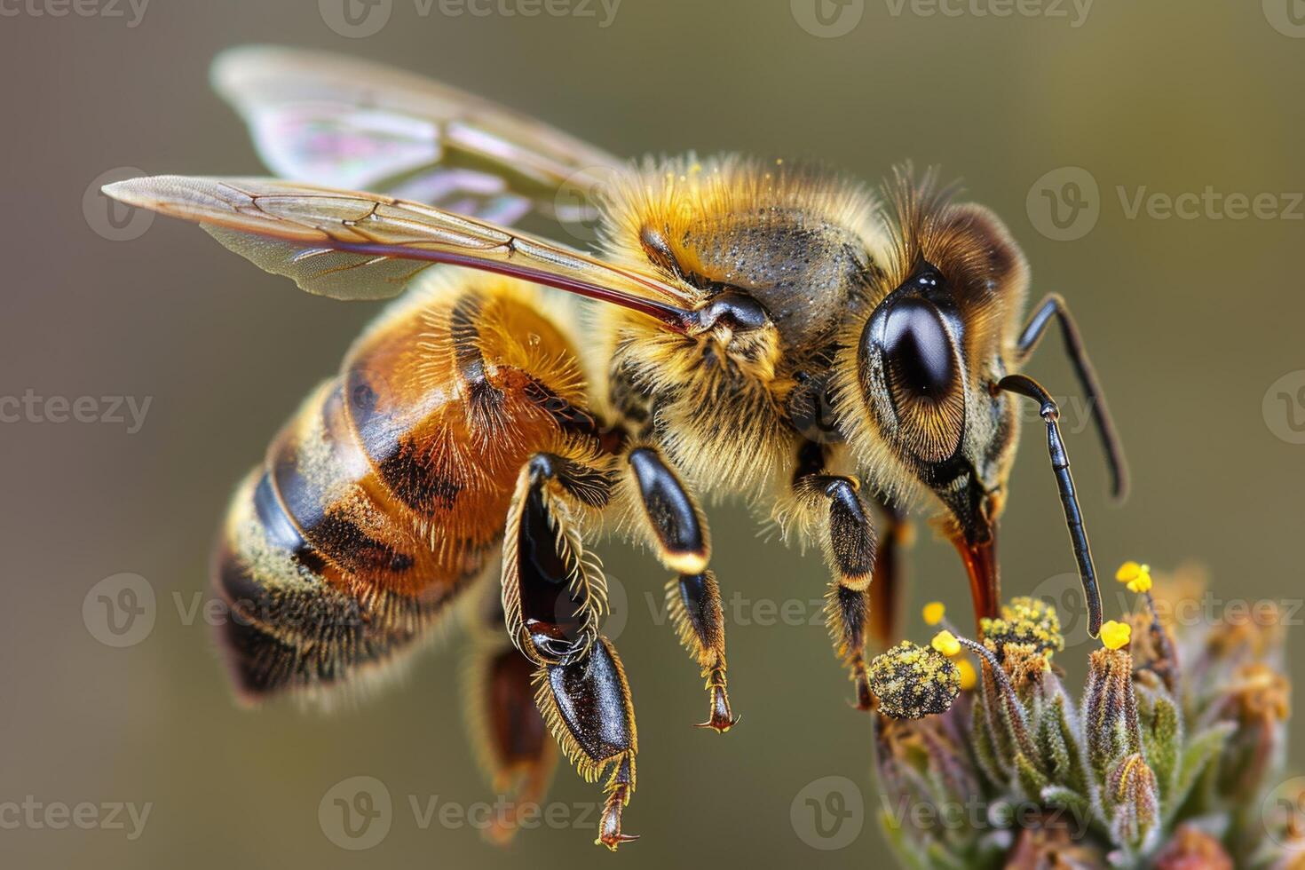 A macro shot of a honeybee collecting pollen, focusing on the textures of its wings and body photo