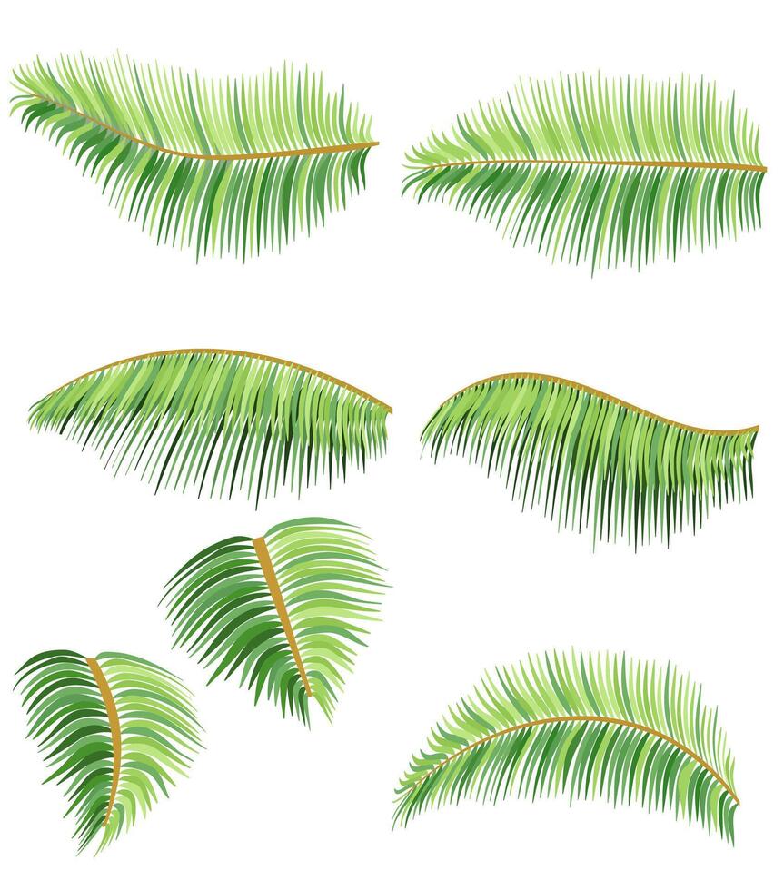 green leaves of tropical palm tree illustration flat style isolated on white background vector