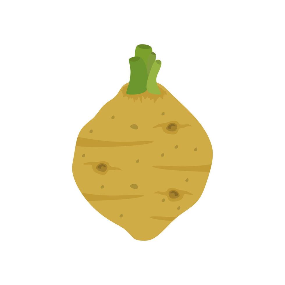 celery root flat design illustration isolated on white background. Icon of celeriac herb. Raw fresh vegetable. Aromatic food plant. Tuber of celeriac or knob celery with green stalk shoots vector