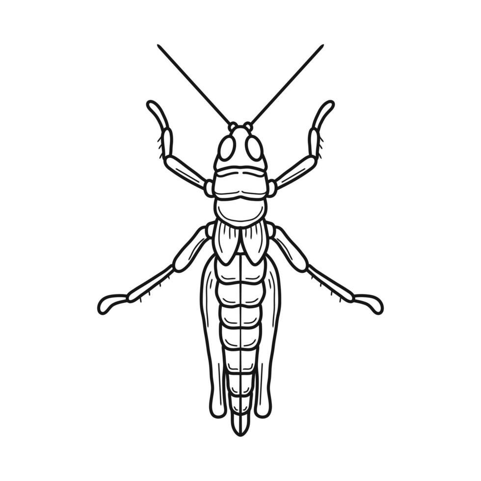 grasshopper black and white illustration. mantis or cricket, insect concept, thin line symbol on white background vector