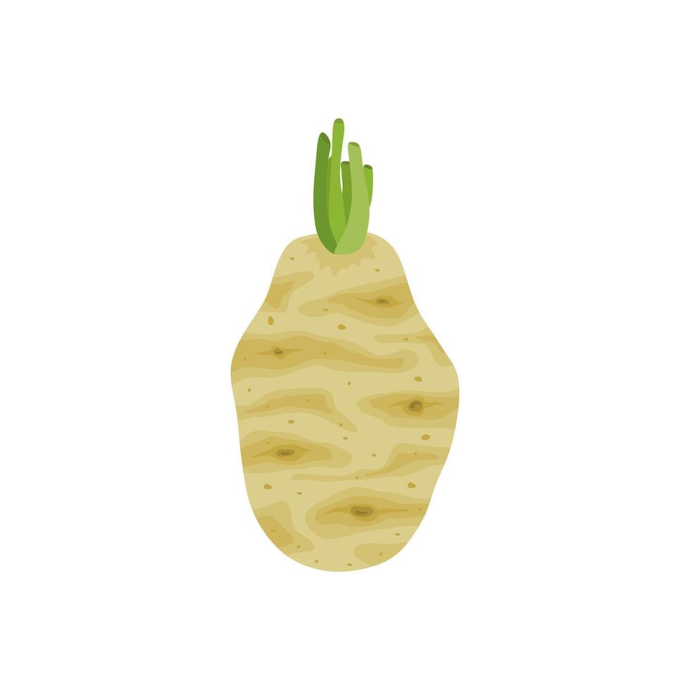 celery root flat design illustration isolated on white background. Icon of celeriac herb. Raw fresh vegetable. Aromatic food plant. Tuber of celeriac or knob celery with green stalk shoots vector