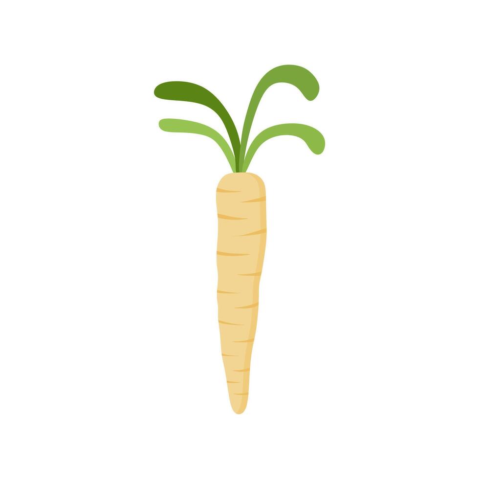 parsnips flat design illustration isolated on white background. Parsnip Root With Green Leaves. Fresh vegetables, organic vegetable and healthy, diet and vegetarian vector