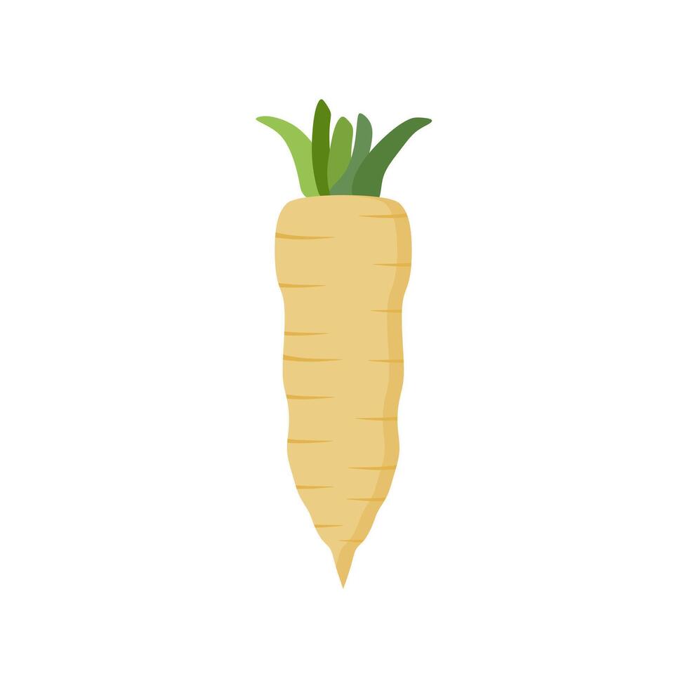 parsnips flat design illustration isolated on white background. Parsnip Root With Green Leaves. Fresh vegetables, organic vegetable and healthy, diet and vegetarian vector