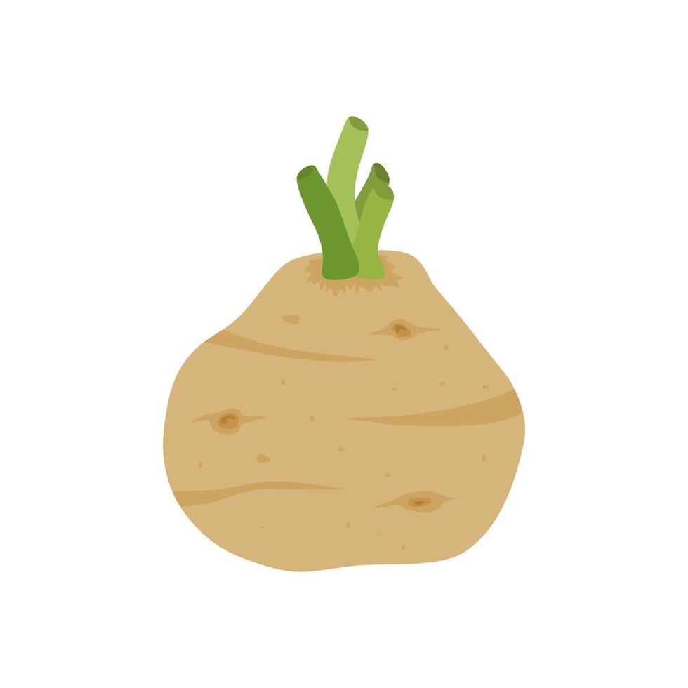 celery root flat design illustration isolated on white background. Icon of celeriac herb. Raw fresh vegetable. Aromatic food plant. Tuber of celeriac or knob celery with green stalk shoots vector