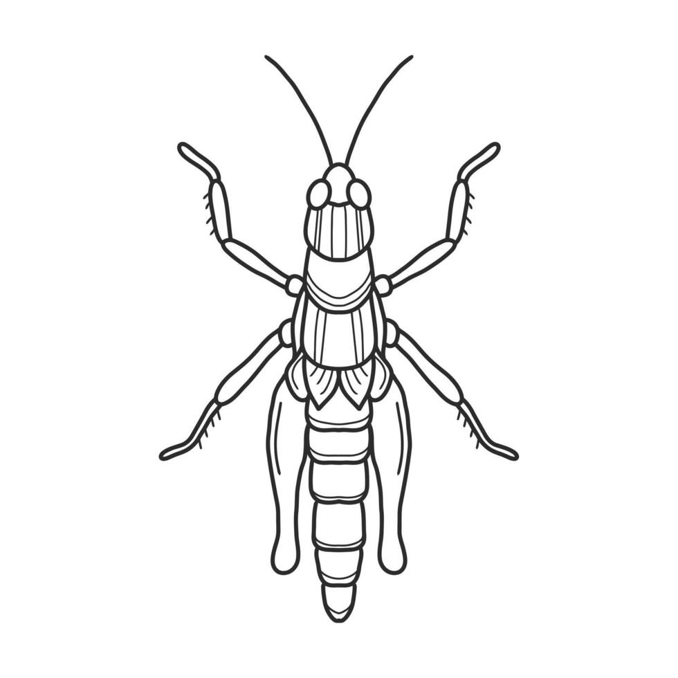 grasshopper black and white illustration. mantis or cricket, insect concept, thin line symbol on white background vector