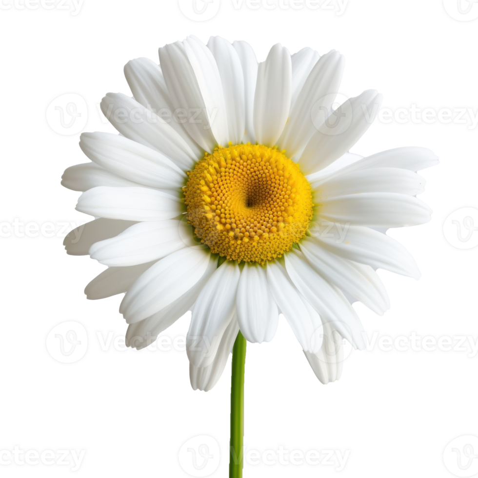daisy flower on transparent background png