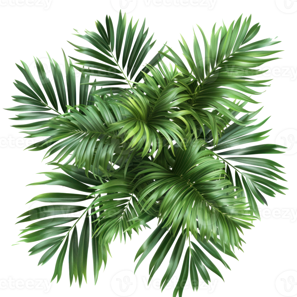 tropical palm leaves on transparent background png