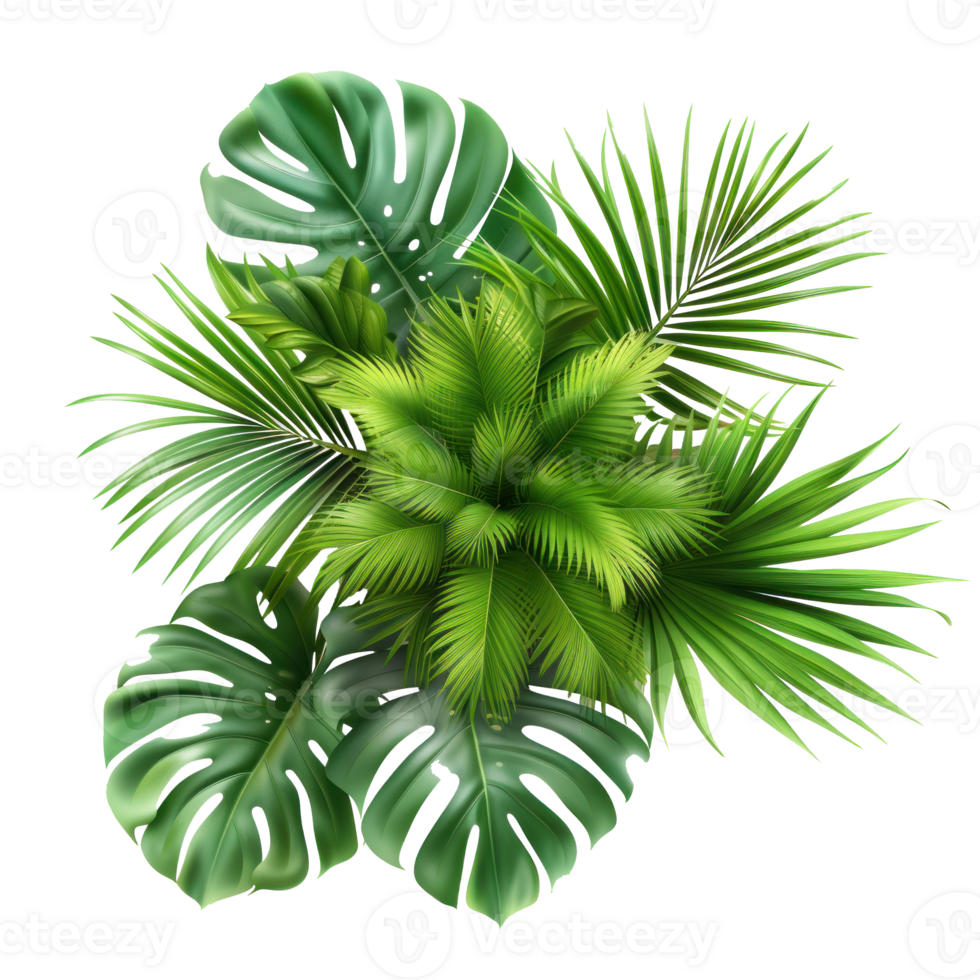 tropical palm leaves on transparent background png