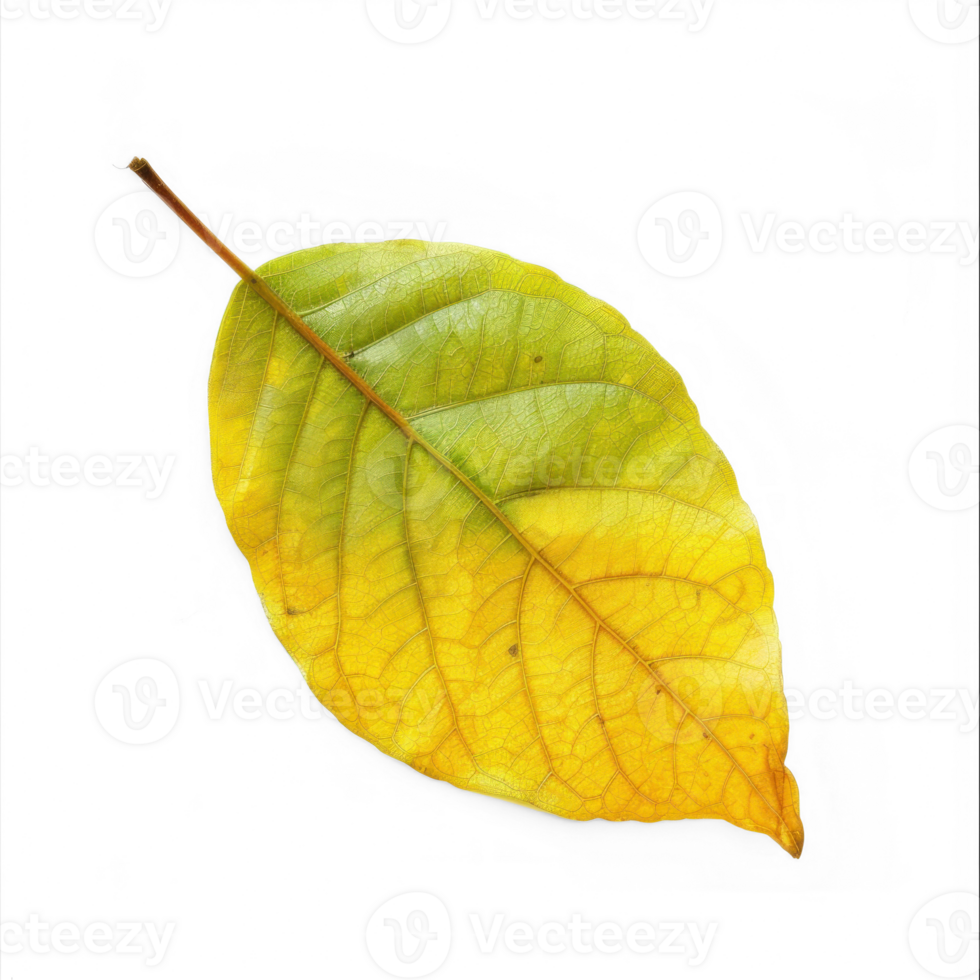 a yellow leaf on a transparent background png