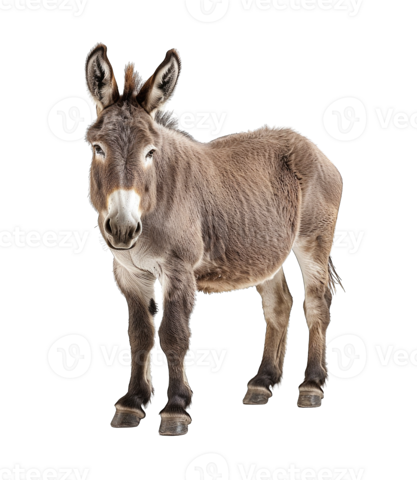 Donkey full body isolated on transparent background cutout png