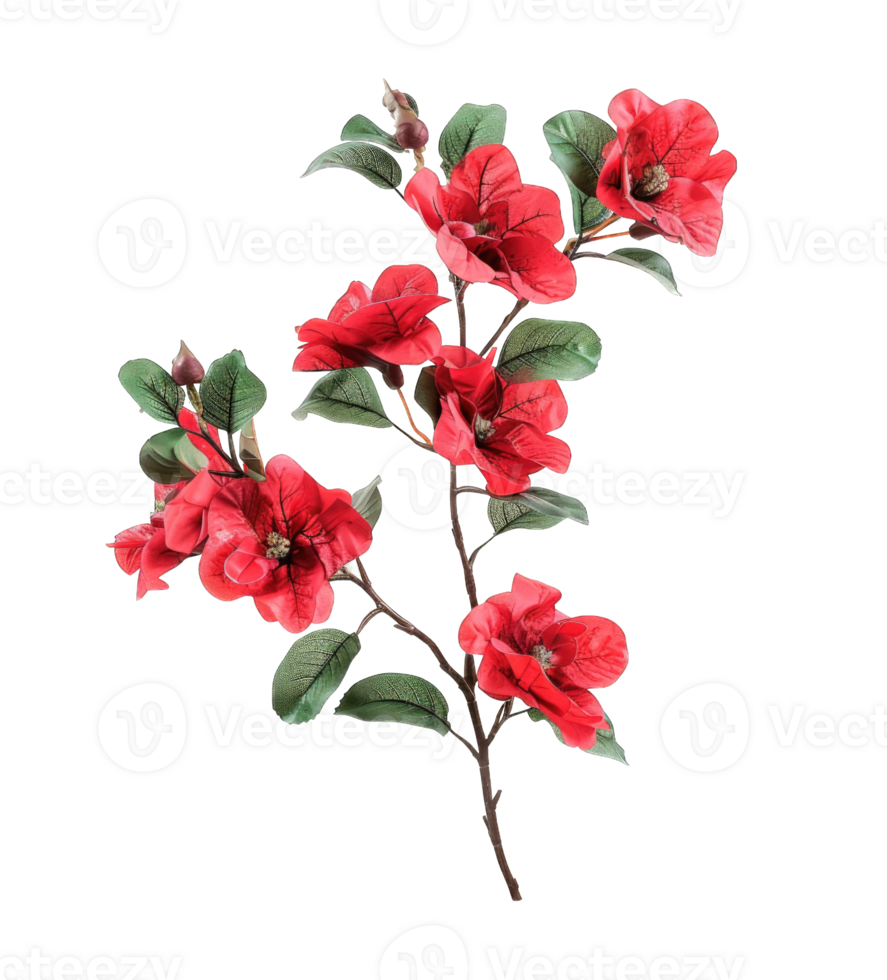 Branch of red flowers plant isolated on transparent background cutout png