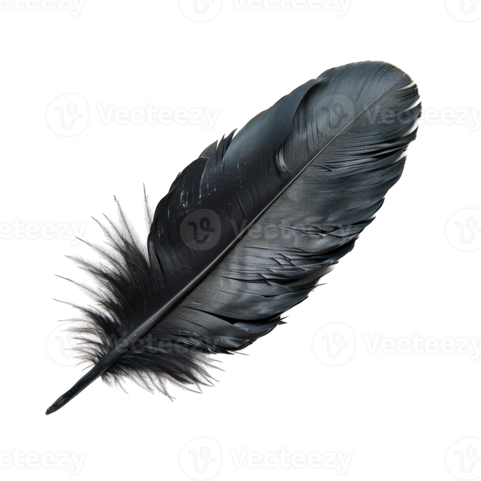 Black feather bird wing fluffy isolated on transparent background cutout png