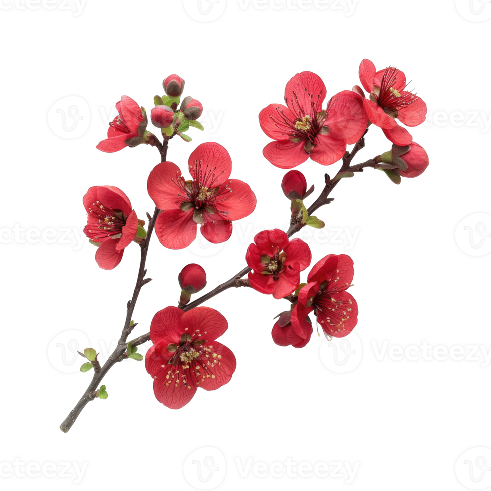 Branch of red rose flowers plant isolated on transparent background cutout png