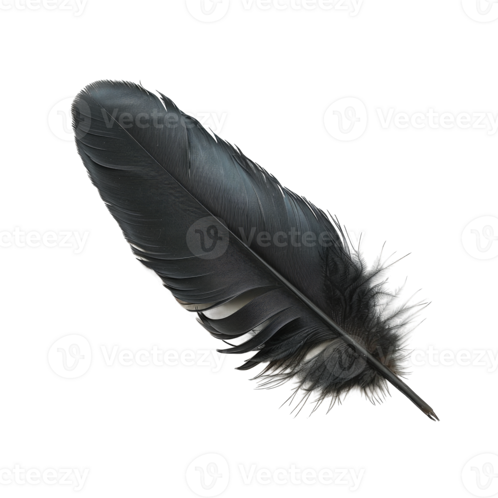 Black feather bird wings concept isolated on transparent background cutout png
