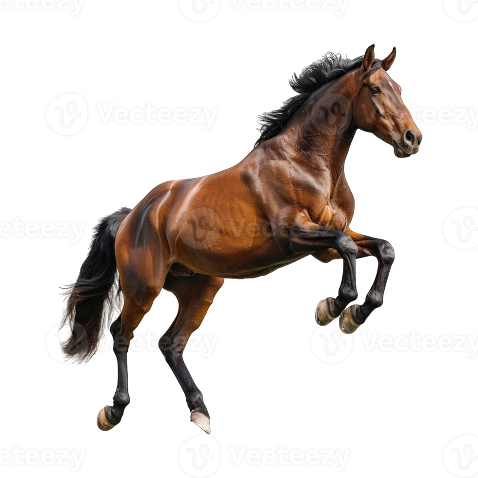 Brown horse jumping isolated on transparent background cutout png