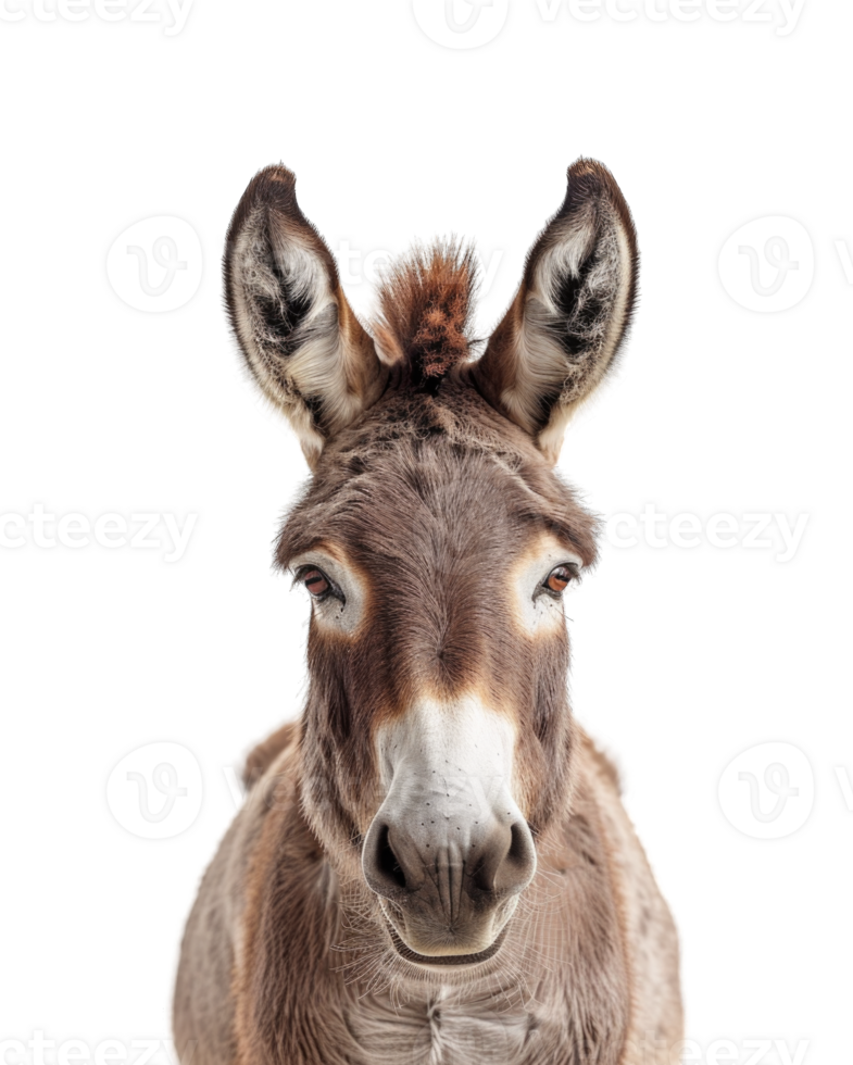 Donkey face head photo isolated on transparent background cutout png