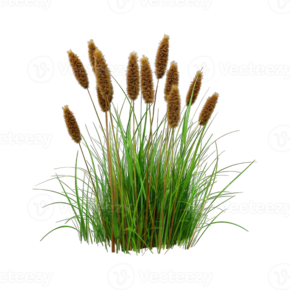 Meadow Green grass field isolated on transparent background cutout png