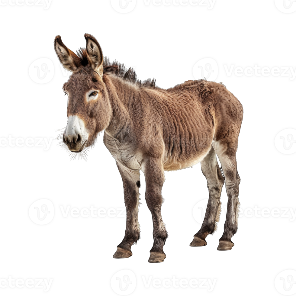 Donkey isolated on transparent background cutout png