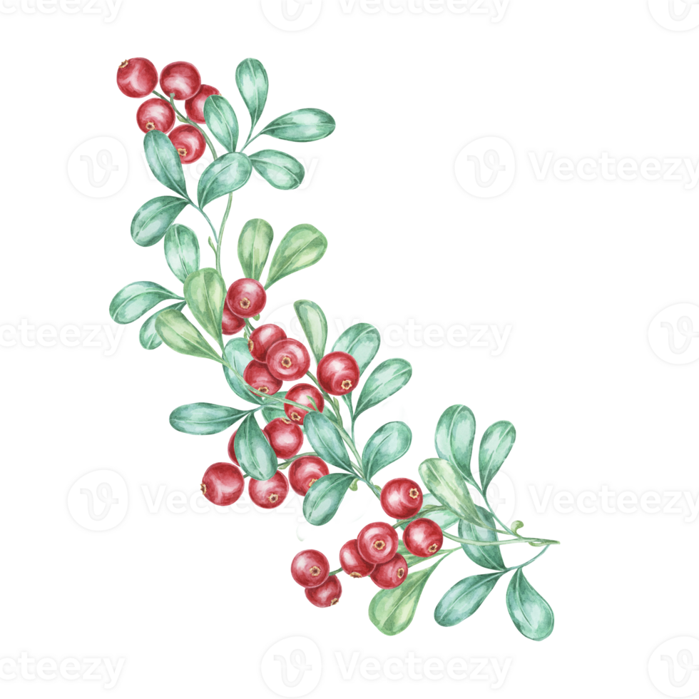 Red berries watercolor clipart featuring a sprig of cranberries with green leaves. Nordic lingonberry illustration Ideal for festive invitations, holiday decorations, and seasonal stationery png