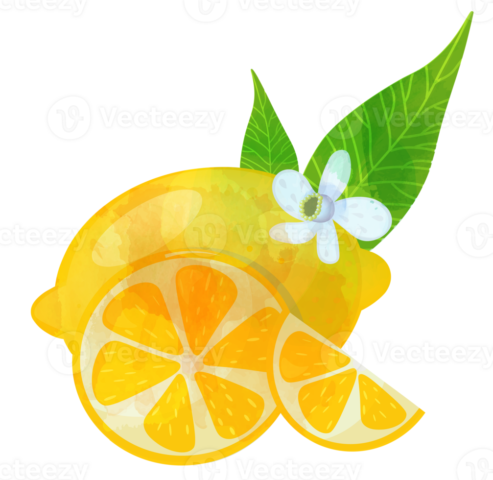 Whole lemon with slices and flowers png