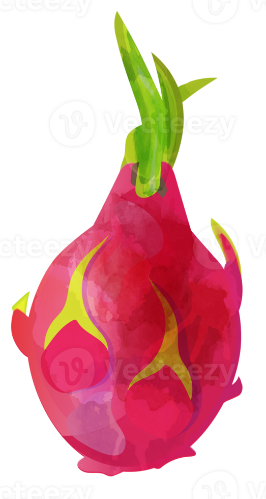 Fresh whole dragon fruit png