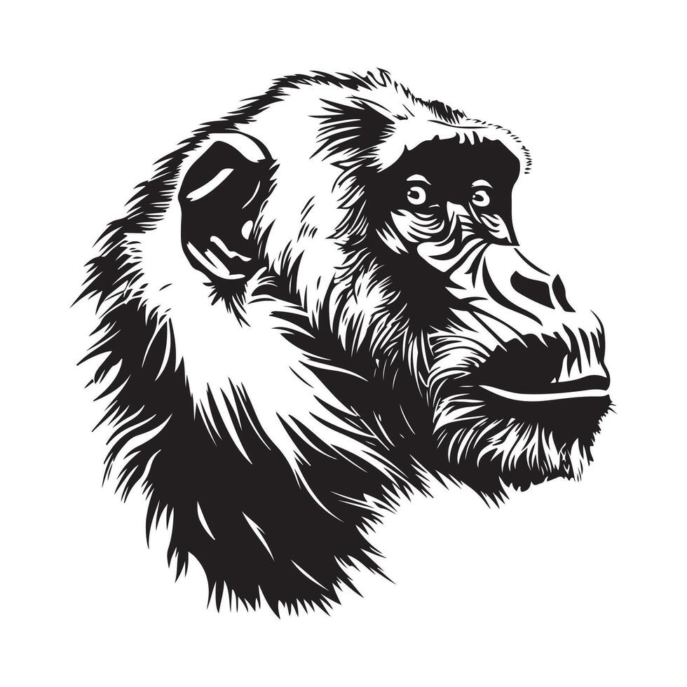 Baboon Head Black White Ape Face Stock image vector