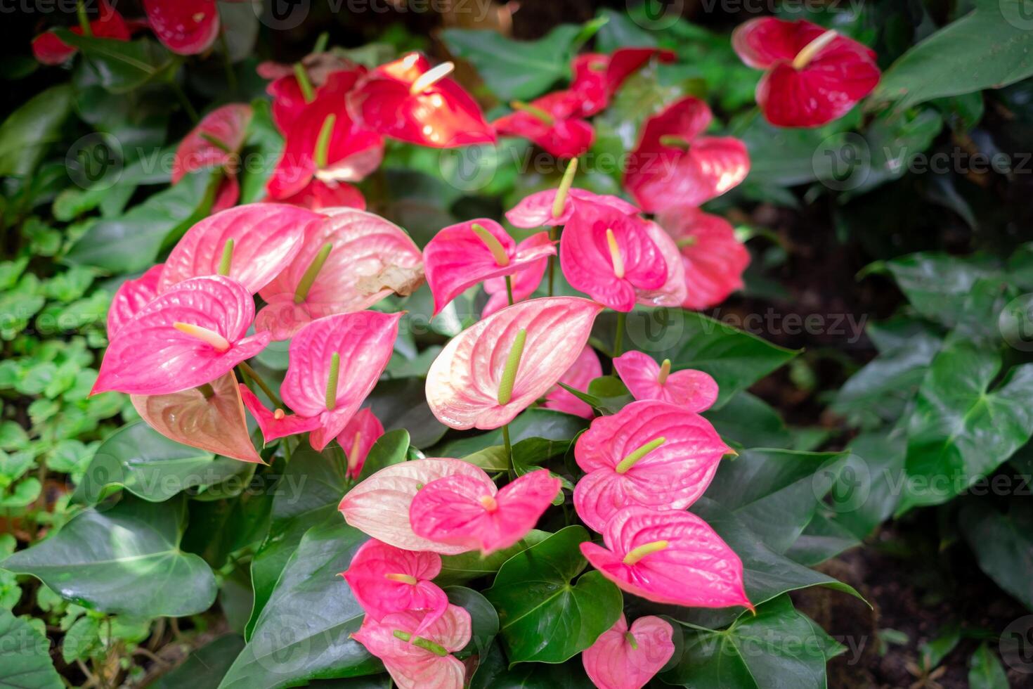 Many pink anthurium flowers blooming in the green nature garden. photo