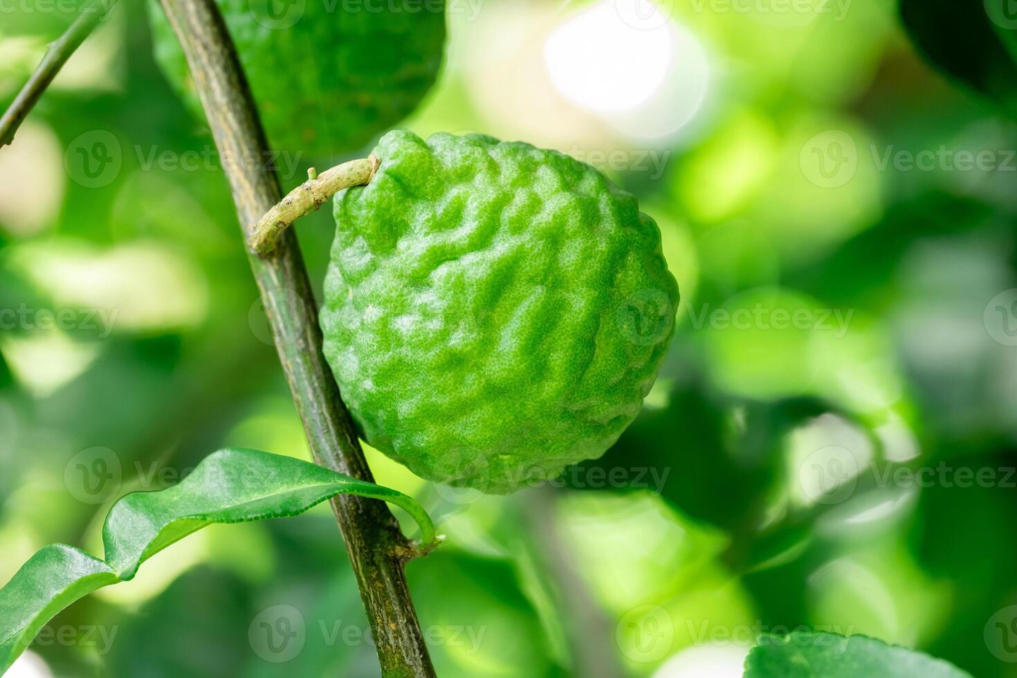 Bergamot, Fresh green bergamot fruit hanging from branch. bergamot tree garden and healthy food concept, group of bergamot,Bergamot medicinal plants with many photo