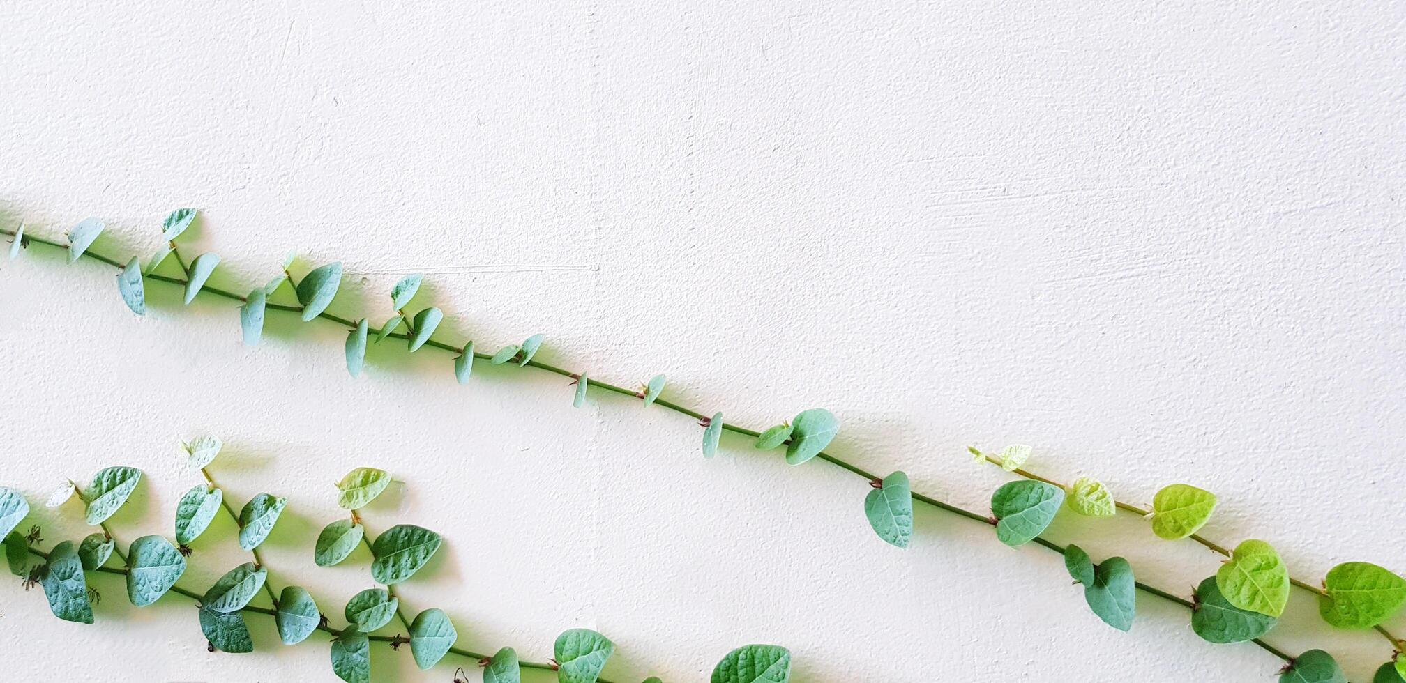 Vine, ivy or creeper plant growth isolated on white wall background with copy space. Nature plant and Background concept. photo