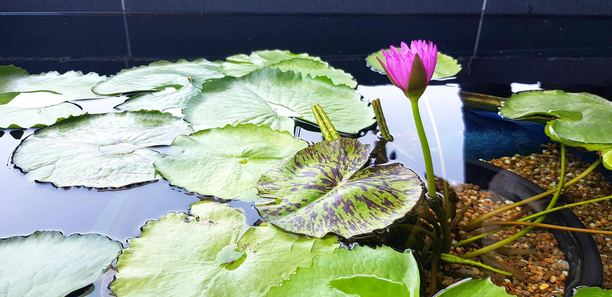 Violet or purple lotus blooming and leaves growth in water pool with sunlight. Beauty of Nature and Beautiful flower concept. photo