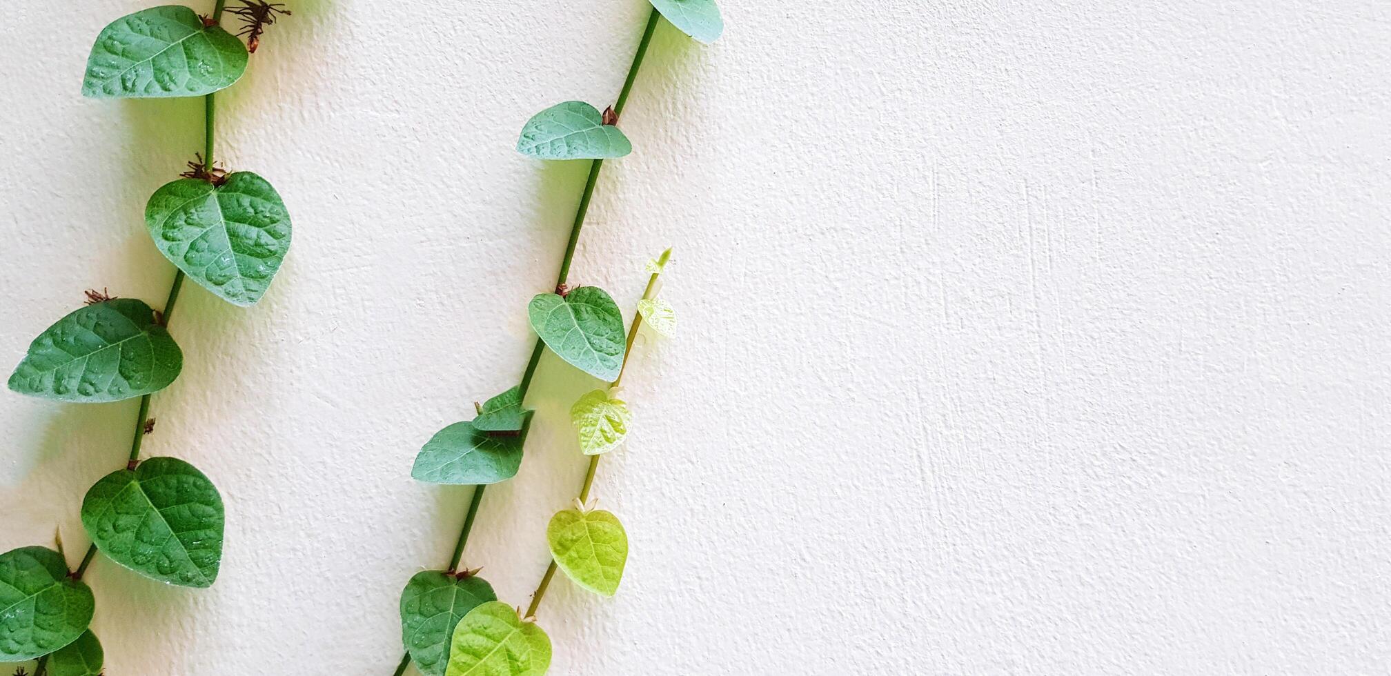 Vine, ivy or creeper plant growth isolated on white wall background with copy space. Nature plant and Background concept. photo