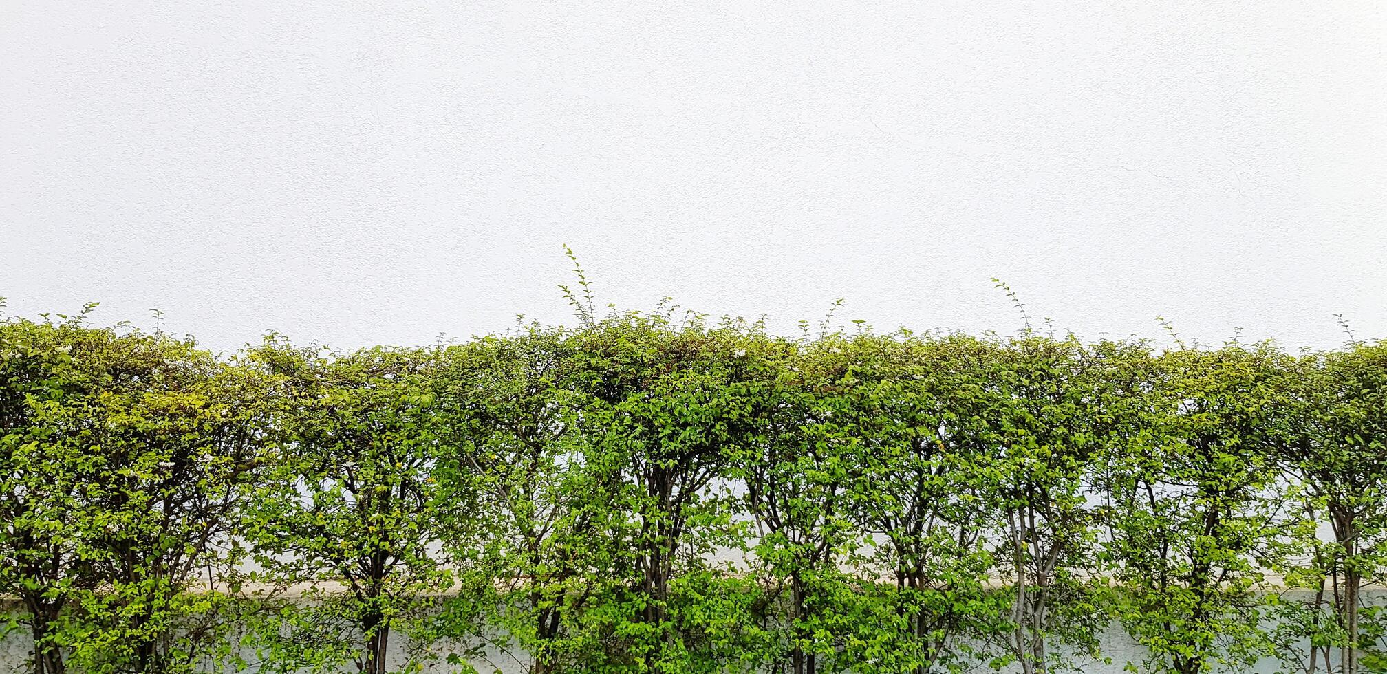 Green tree plant on white concrete wall for background with above copy space. Wallpaper, Garden, Growth, Beauty of Nature and Pattern concept photo