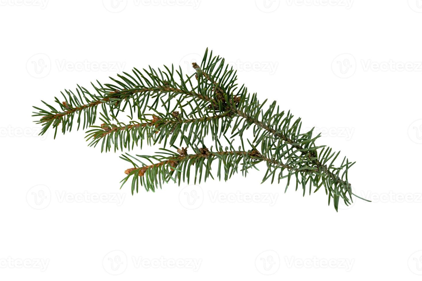 Green Spruce twigs isolated on white background. photo