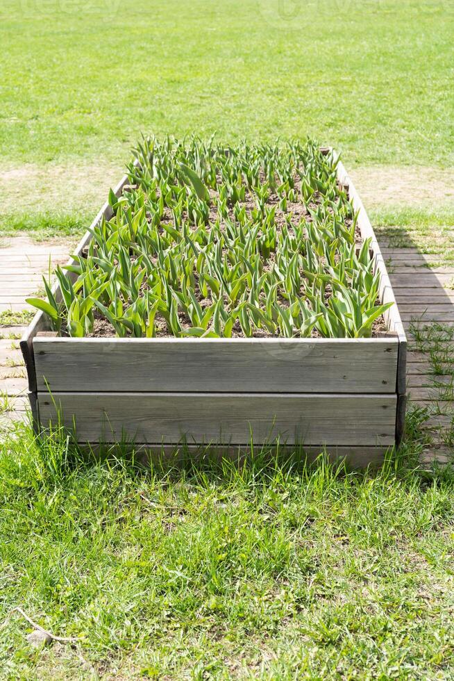 raised garden bed with young tulips. Raised bed in garden photo