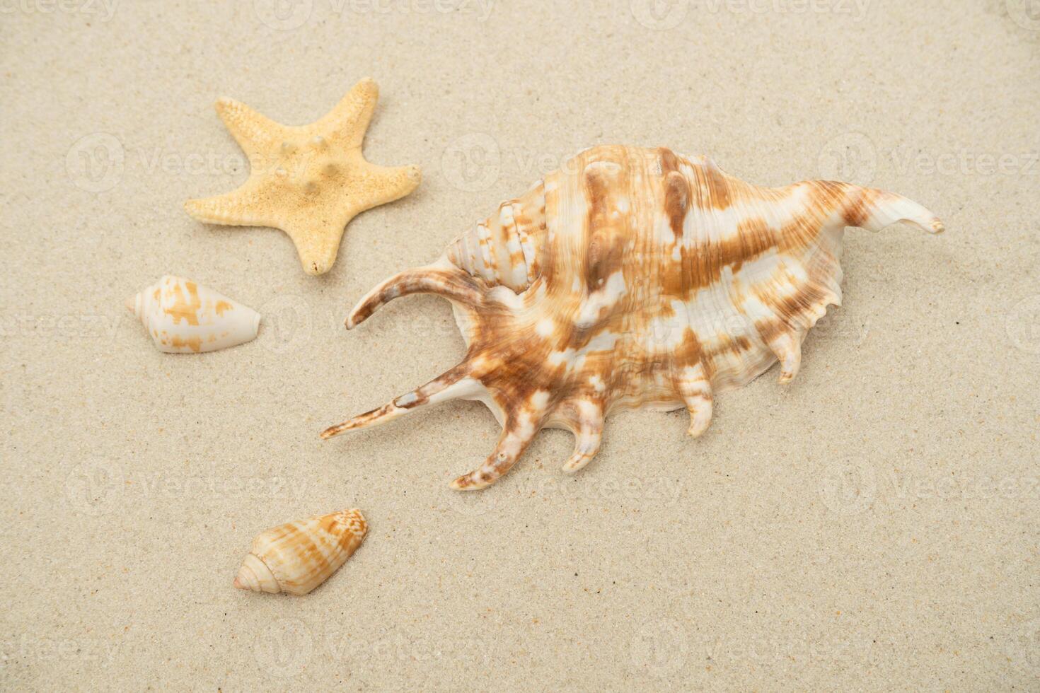 Seashells and starfish on sand. Summer background. Selective focus. photo