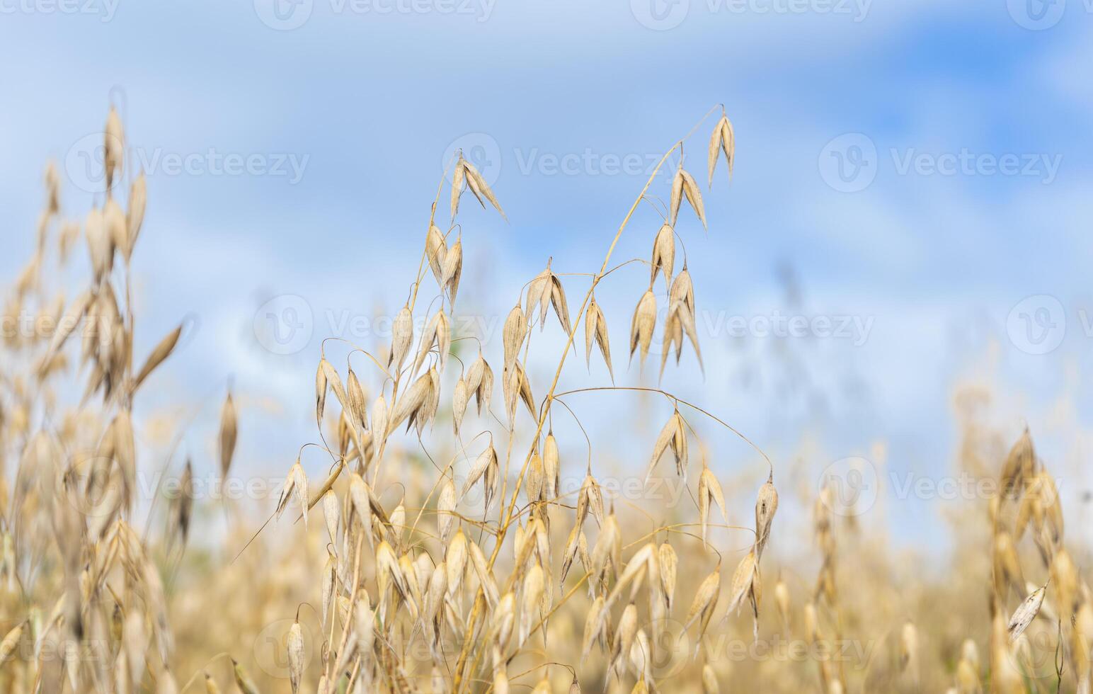 Oat cereal fields on a summer day before harvest. High quality photo