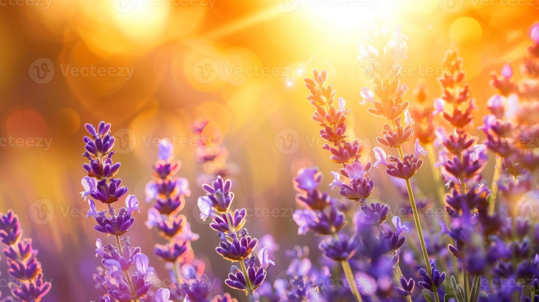 Close-up of lavender flowers glowing in the warm, golden light of sunset, creating a vibrant and serene scene. photo