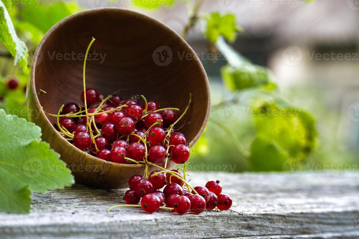 Fresh red currants spilling from a wooden bowl on a rustic table photo