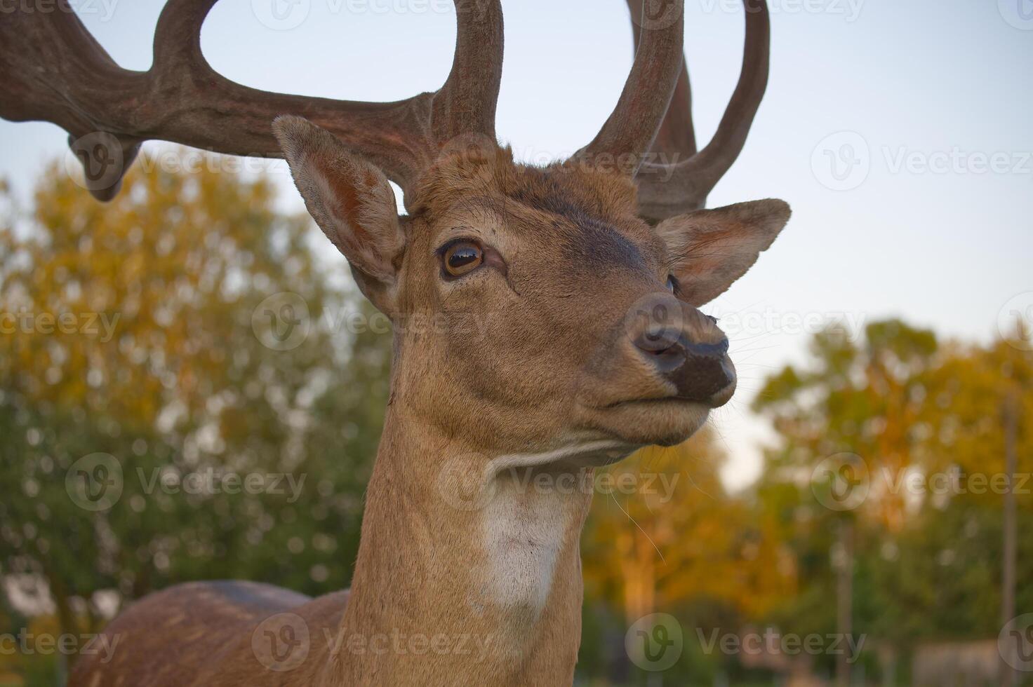 Close-up of a majestic deer in natural habitat with blurred background photo