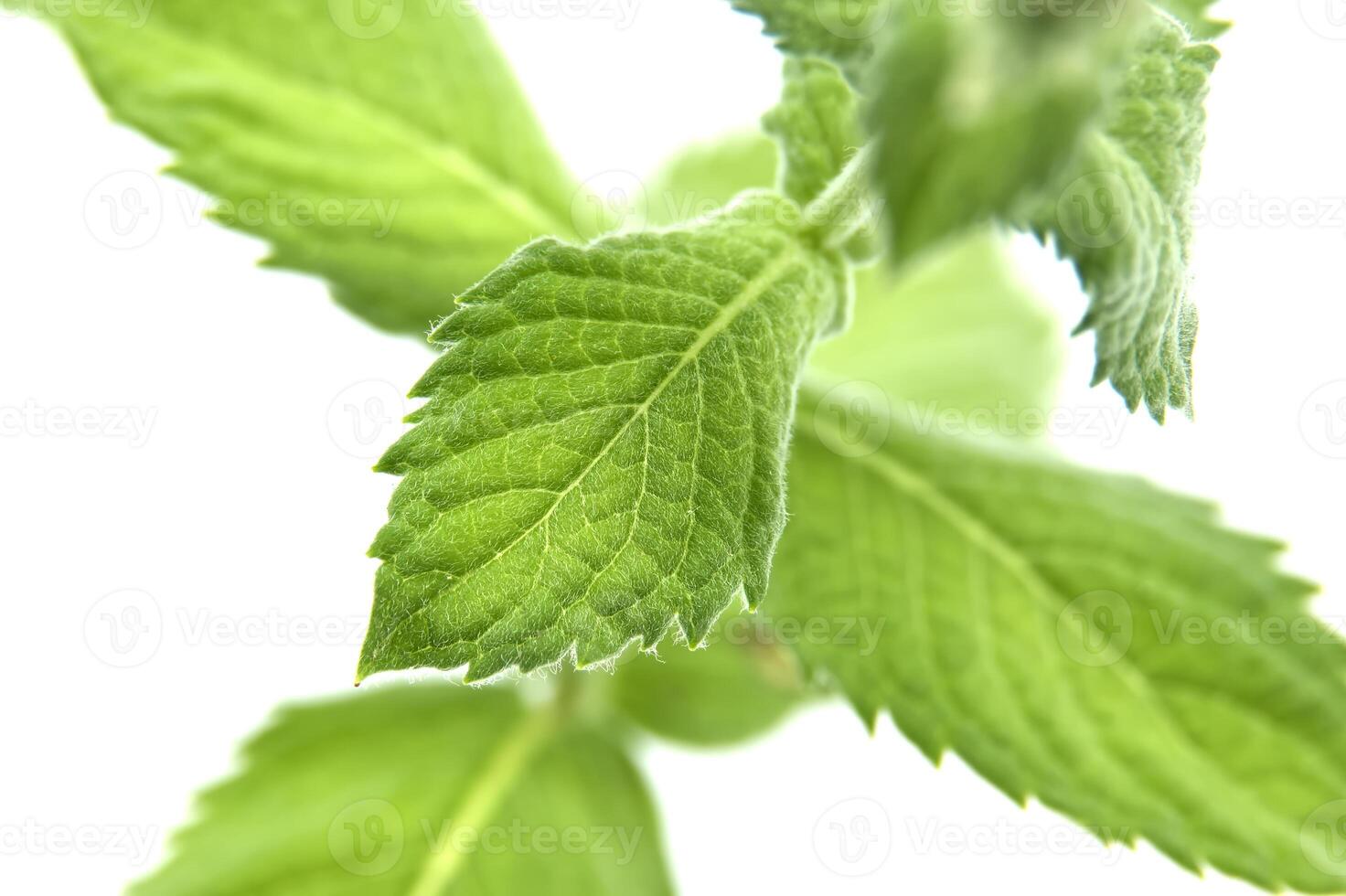 Close-up of fresh spearmint leaves or common mint, isolated on a white background photo